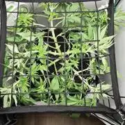 Vgrow | Mac