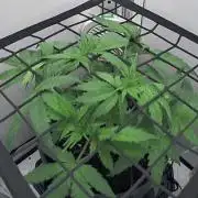 Vgrow | Mac