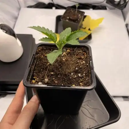 Fastbuds Gorilla Auto|First indoor grow
