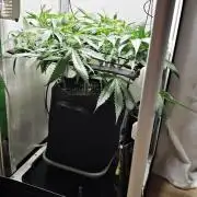 Grape Gas|Vgrow