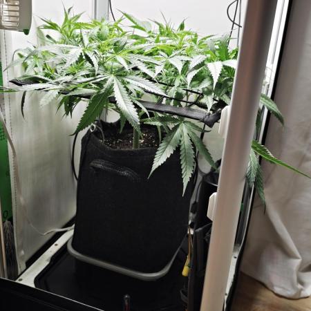Grape Gas|Vgrow