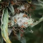 Vgrow|Grape Gas