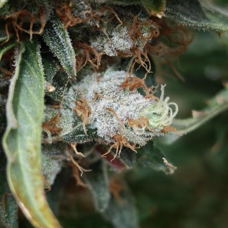 Vgrow|Grape Gas