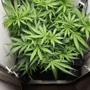 Grape Gas|Vgrow