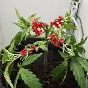 Vgrow | Mac