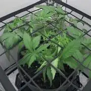 Vgrow | Mac