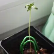 Vgrow | Mac
