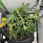 Vgrow | White Truffle Auto