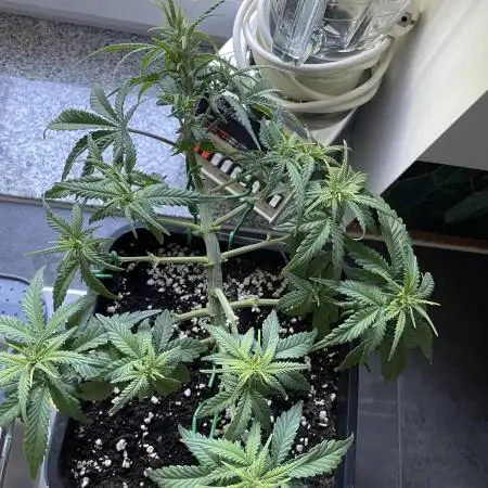 Fastbuds Gorilla Auto|First indoor grow