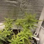 Fastbuds Gorilla Auto|First indoor grow
