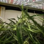Grape Gas|Vgrow