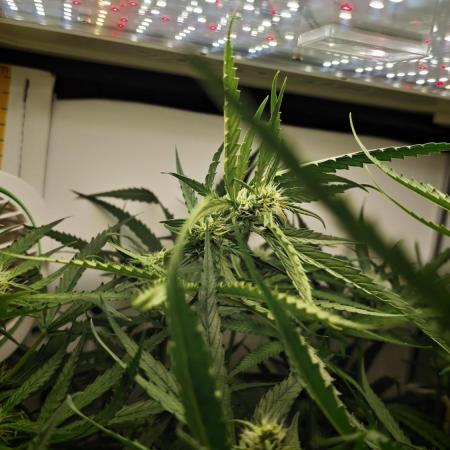 Grape Gas|Vgrow