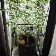Vgrow | Mac