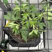 Vgrow | White Truffle Auto