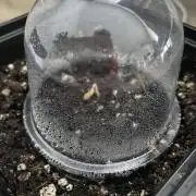 White Truffle Auto | Vgrow