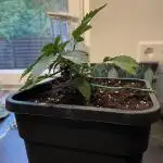 Fastbuds Gorilla Auto|First indoor grow