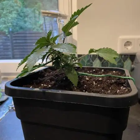 Fastbuds Gorilla Auto|First indoor grow