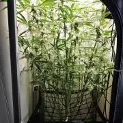 Grape Gas|Vgrow