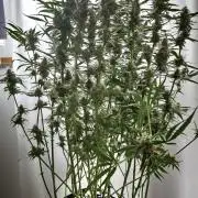 Vgrow|Grape Gas