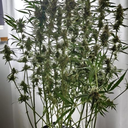 Vgrow|Grape Gas