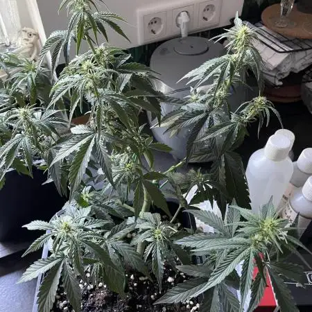 RQS Apple Fritter | freeseed