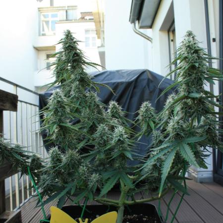 RQS Apple Fritter | freeseed
