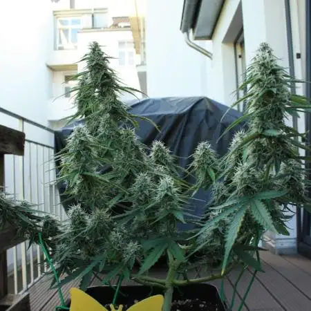 RQS Apple Fritter | freeseed