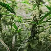 Grape Gas|Vgrow