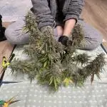 RQS Apple Fritter | freeseed