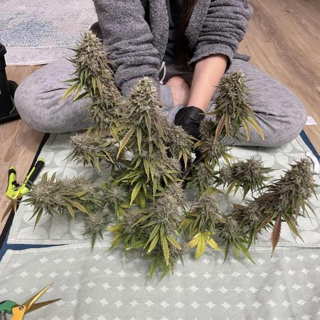 RQS Apple Fritter | freeseed