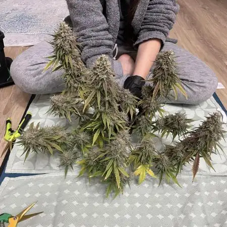 RQS Apple Fritter | freeseed