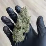 RQS Apple Fritter | freeseed