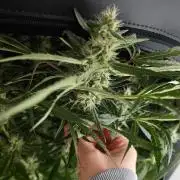 Grape Gas|Vgrow