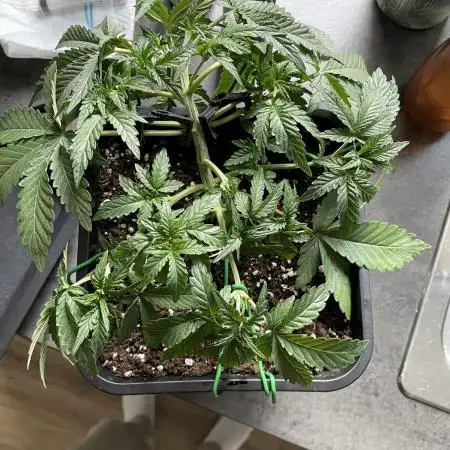 Fastbuds Gorilla Auto|First indoor grow