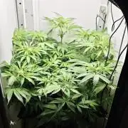 Vgrow | Mac