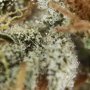 Vgrow|Grape Gas