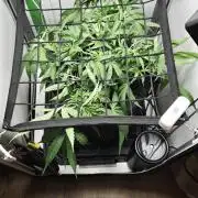 Grape Gas|Vgrow