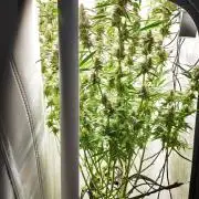 Vgrow|Grape Gas