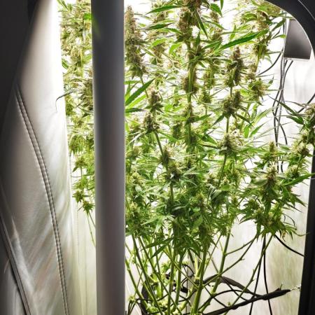 Vgrow|Grape Gas