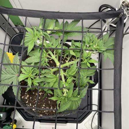 Vgrow | White Truffle Auto