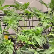 Vgrow | White Truffle