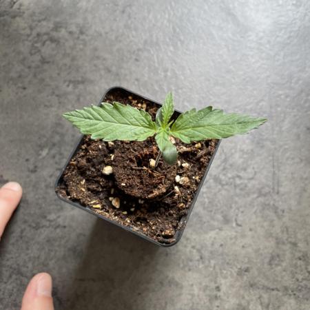 RQS Apple Fritter | freeseed