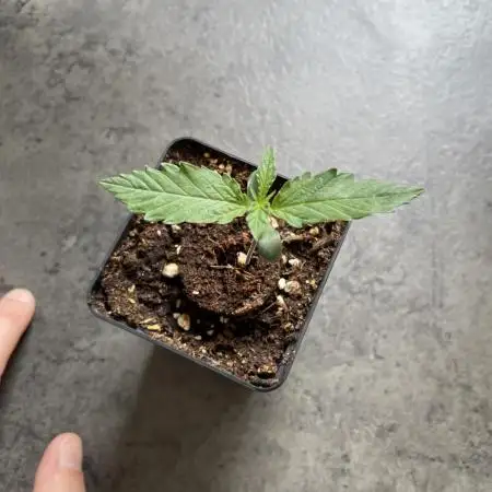 RQS Apple Fritter | freeseed