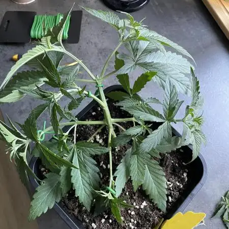 RQS Apple Fritter | freeseed