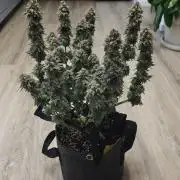 Vgrow | White Truffle