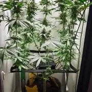 Vgrow | Mac