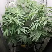 Vgrow | Mac