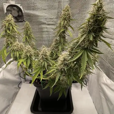 RQS Apple Fritter | freeseed