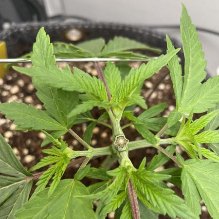 Vgrow | White Truffle Auto