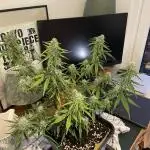 RQS Apple Fritter | freeseed